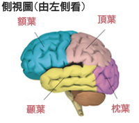 02_brain03.jpg#s-200,178